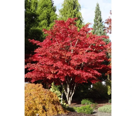 Arce Japonés 'Atropurpureum' (Acer Palmatum) Ø10 cm H20 cm