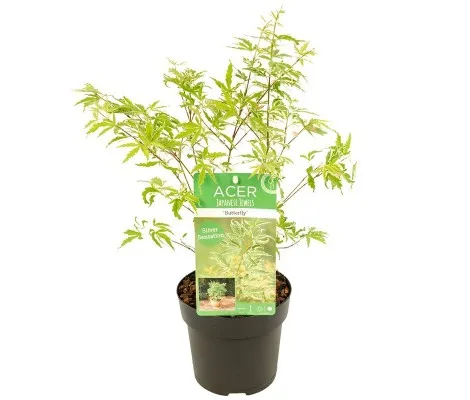 Arce Japonés 'Butterfly' (Acer Palmatum) Ø19 cm H45 cm