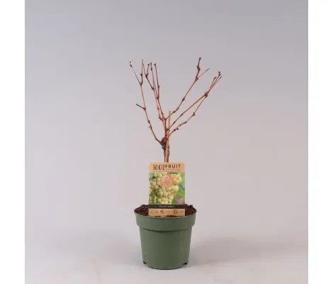 Vitis Vinifera Solaris Ø 21 cm 65 cm Altura
